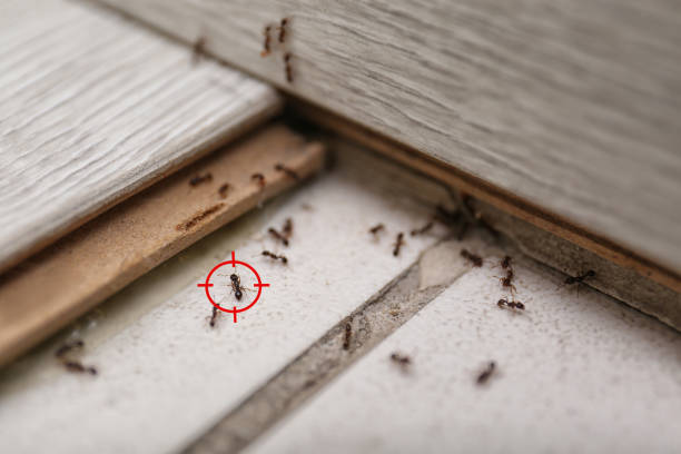 Best Wildlife Control Services  in Spring City, UT