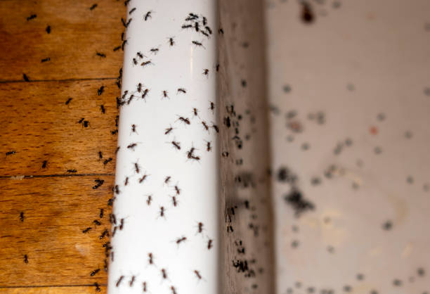 Best Pest Control Near Me in Spring City, UT